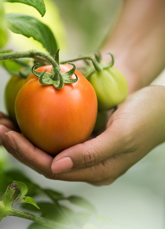 agrisoil agrisoil